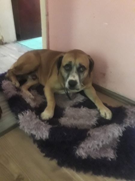 Amerikan Staffordshire Terrier, Köpek  Dexter fotoğrafı