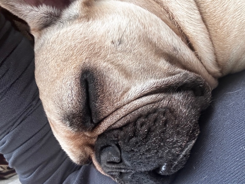 Fransız Bulldog, Köpek  Rubyy fotoğrafı