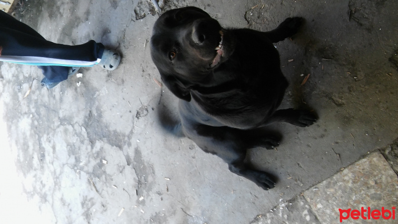 Labrador Retriever, Köpek  Roxy fotoğrafı