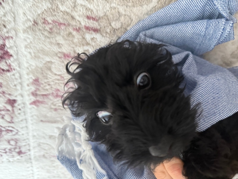 Poodle (Minyatür Kaniş), Köpek  Mars fotoğrafı