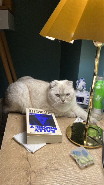 Scottish Fold, Kedi  Zuzu fotoğrafı