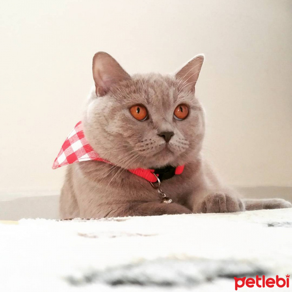 British Shorthair, Kedi  fistik fotoğrafı