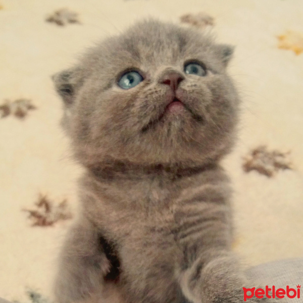 British Shorthair, Kedi  fistik fotoğrafı
