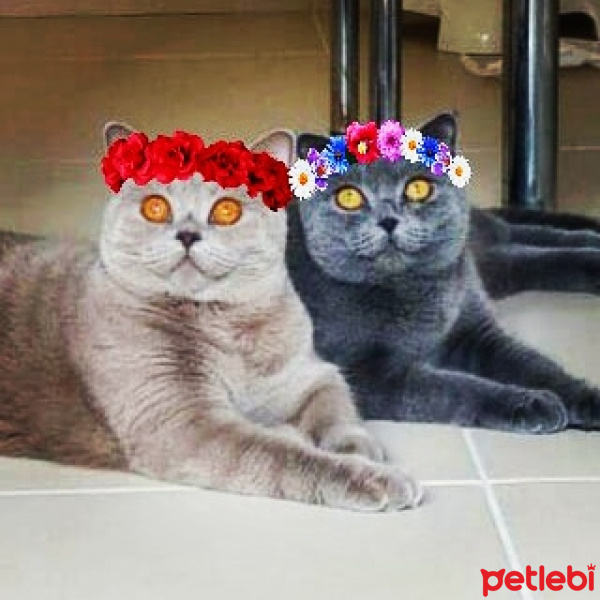 British Shorthair, Kedi  fistik fotoğrafı