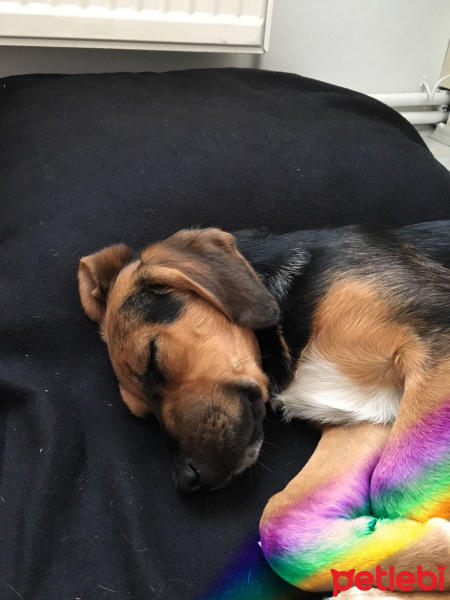 Sokö (Sokak Köpeği), Köpek  Victoria fotoğrafı
