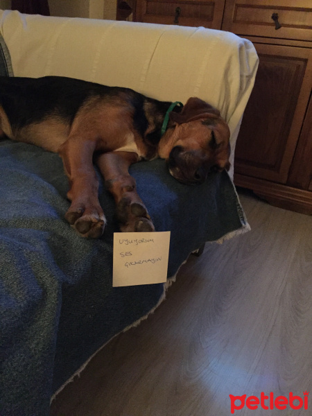 Sokö (Sokak Köpeği), Köpek  Victoria fotoğrafı