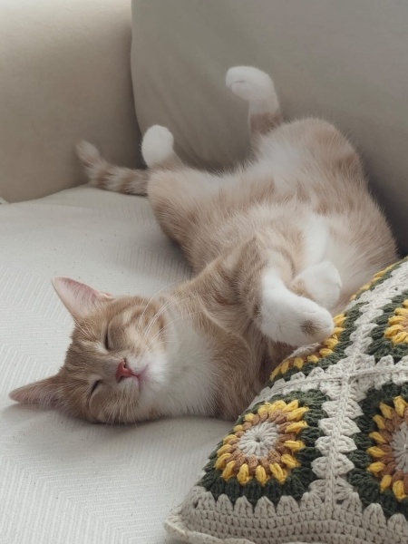 Tekir Kedi, Kedi  Latte fotoğrafı