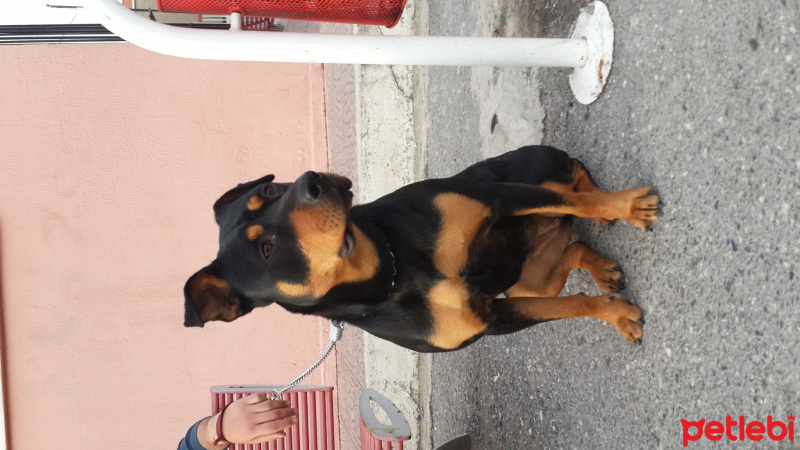 Rottweiler, Köpek  Queen fotoğrafı