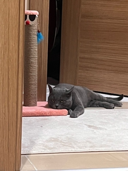 British Shorthair, Kedi  Duman fotoğrafı