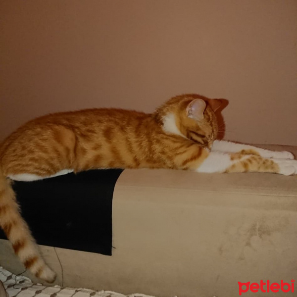 Van Kedisi, Kedi  Mırmır ve pamuk  fotoğrafı