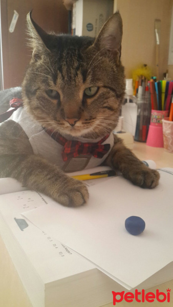 Tekir Kedi, Kedi  Karamel fotoğrafı