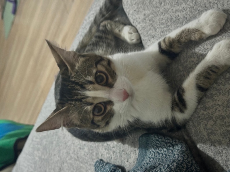 Tekir Kedi, Kedi  Roko fotoğrafı