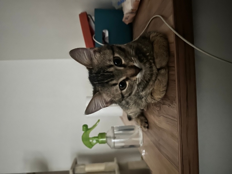Tekir Kedi, Kedi  Mırmır fotoğrafı