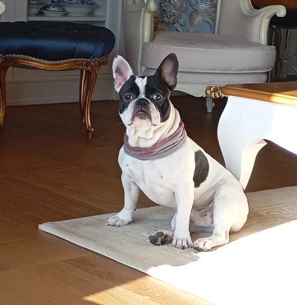 Fransız Bulldog, Köpek  Heron fotoğrafı