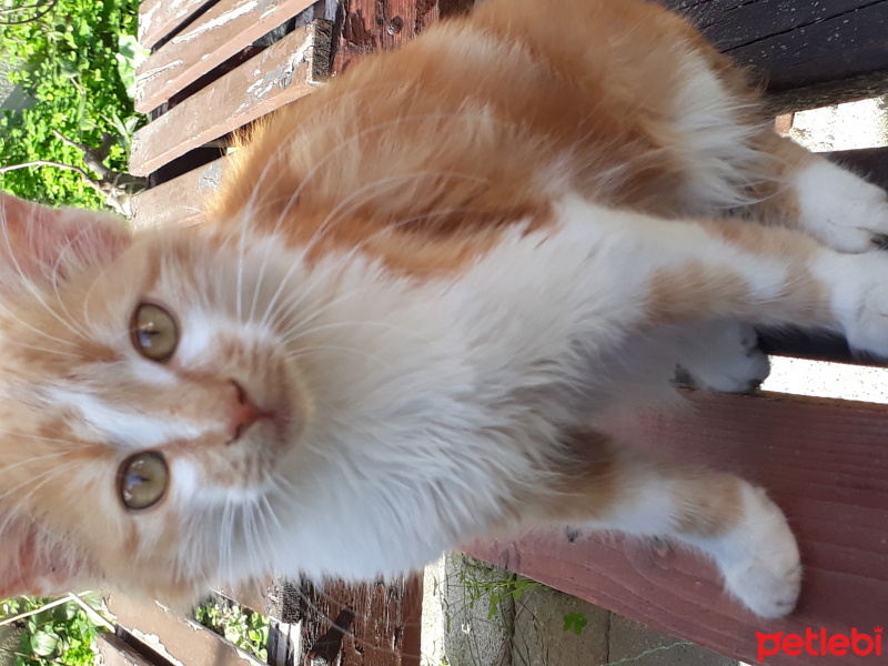 Tekir Kedi, Kedi  tarçın fotoğrafı