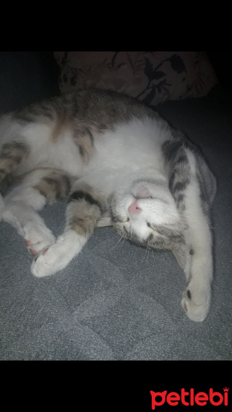 Tekir Kedi, Kedi  Prenses  fotoğrafı
