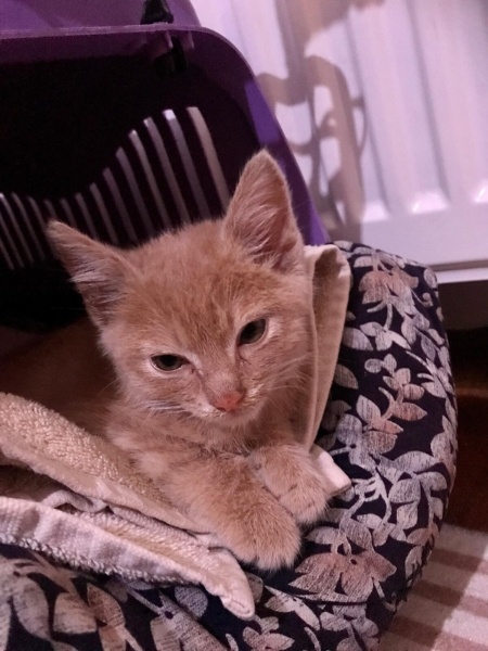 Sarman, Kedi  Limon fotoğrafı