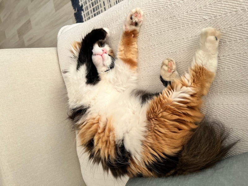 Tekir Kedi, Kedi  Hamide fotoğrafı