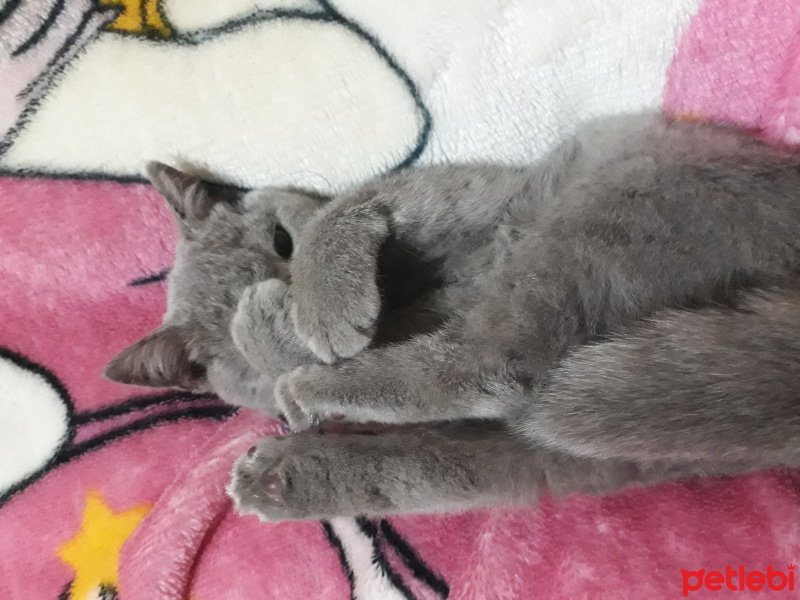 British Shorthair, Kedi  MUEZZA fotoğrafı