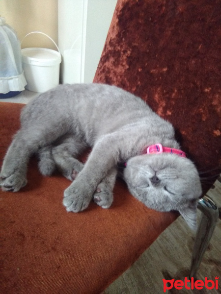 British Shorthair, Kedi  MUEZZA fotoğrafı