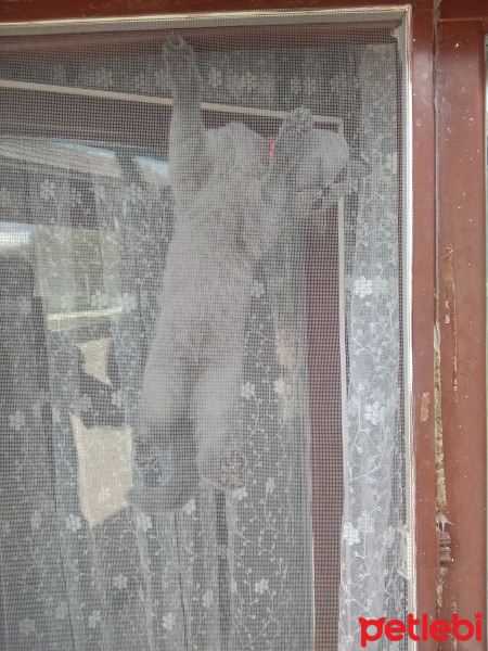 British Shorthair, Kedi  MUEZZA fotoğrafı