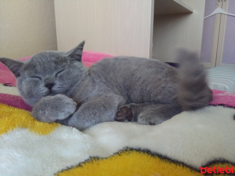 British Shorthair, Kedi  MUEZZA fotoğrafı