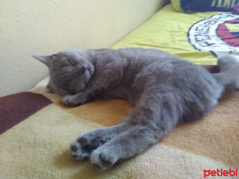 British Shorthair, Kedi  MUEZZA fotoğrafı