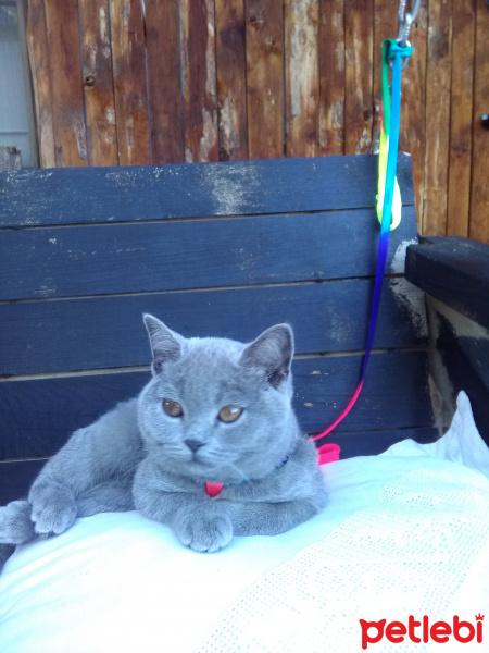 British Shorthair, Kedi  MUEZZA fotoğrafı