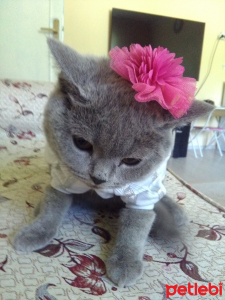 British Shorthair, Kedi  MUEZZA fotoğrafı