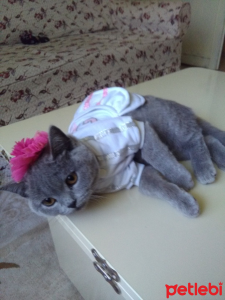 British Shorthair, Kedi  MUEZZA fotoğrafı
