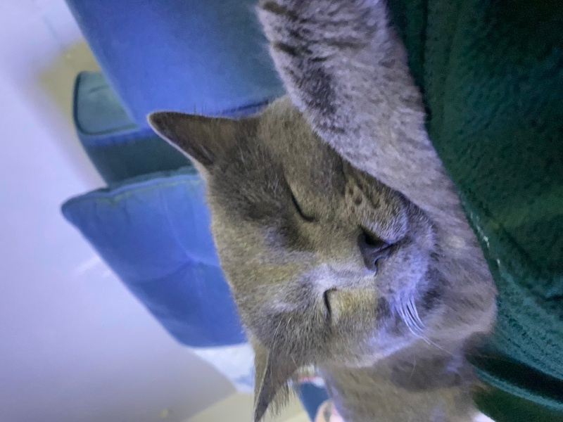 British Shorthair, Kedi  Aşko fotoğrafı