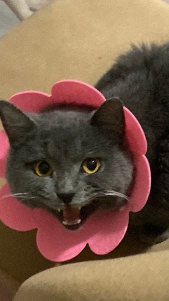 British Shorthair, Kedi  Aşko fotoğrafı