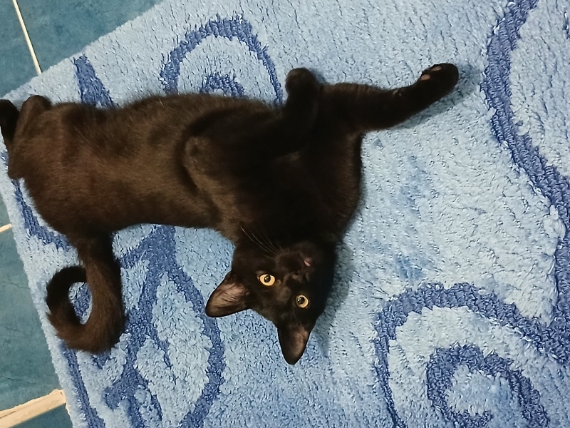 Tekir Kedi, Kedi  Sumi fotoğrafı