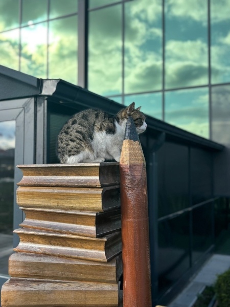 Tekir Kedi, Kedi  kitap fotoğrafı