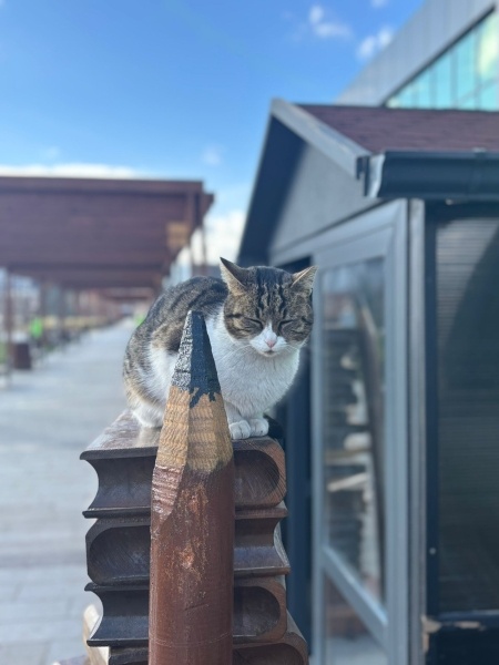 Tekir Kedi, Kedi  kitap fotoğrafı