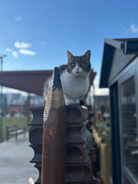 Tekir Kedi, Kedi  kitap fotoğrafı