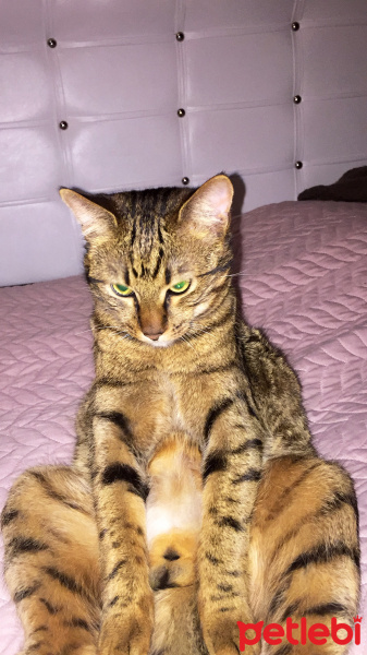 Tekir Kedi, Kedi  Tekir fotoğrafı