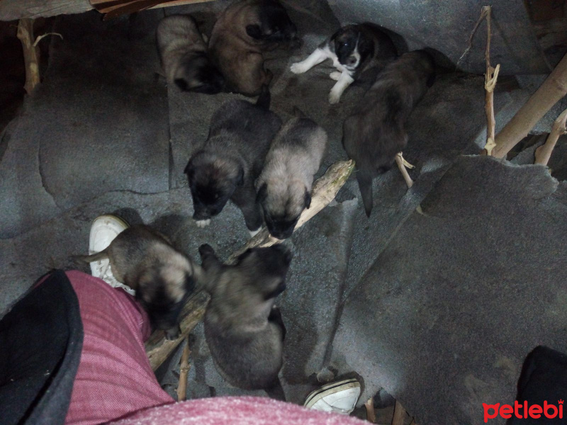 Akbaş, Köpek  Isımsız fotoğrafı