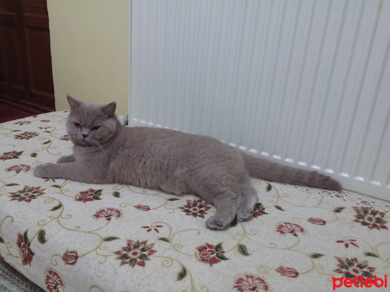 British Shorthair, Kedi  Salep fotoğrafı