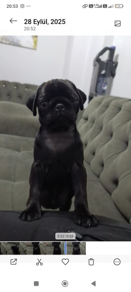 Pug, Köpek  Rita fotoğrafı