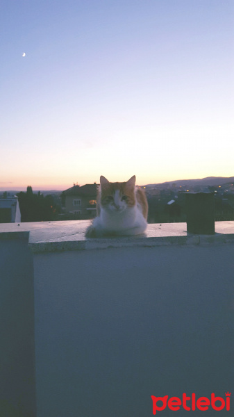 Tekir Kedi, Kedi  Kavun fotoğrafı