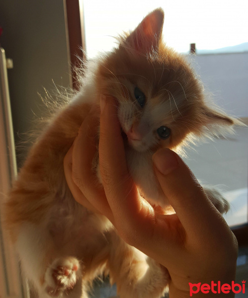 Tekir Kedi, Kedi  Kavun fotoğrafı