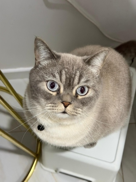British Shorthair, Kedi  RİVA fotoğrafı