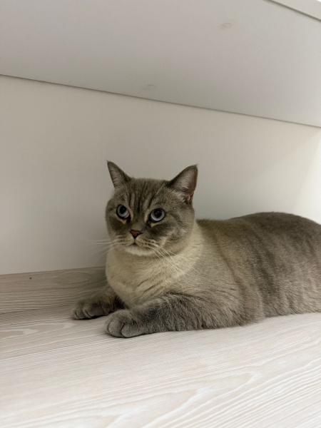 British Shorthair, Kedi  RİVA fotoğrafı