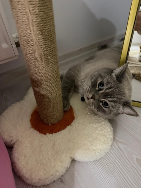 British Shorthair, Kedi  RİVA fotoğrafı