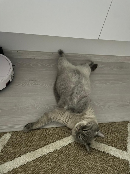 British Shorthair, Kedi  RİVA fotoğrafı