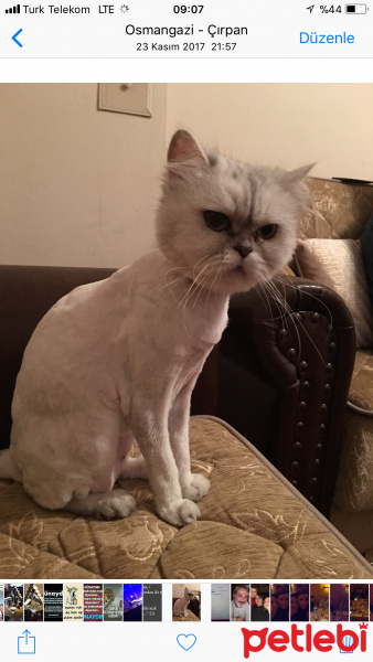 Chinchilla, Kedi  TIRMIK fotoğrafı