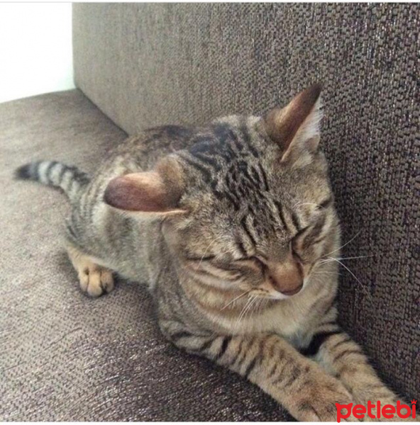 Tekir Kedi, Kedi  Fındık fotoğrafı