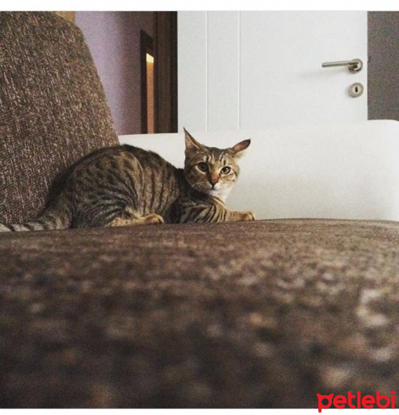 Tekir Kedi, Kedi  Fındık fotoğrafı