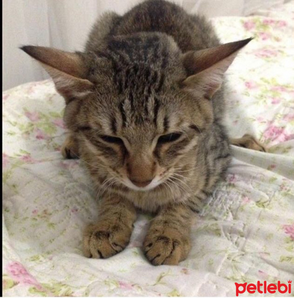 Tekir Kedi, Kedi  Fındık fotoğrafı